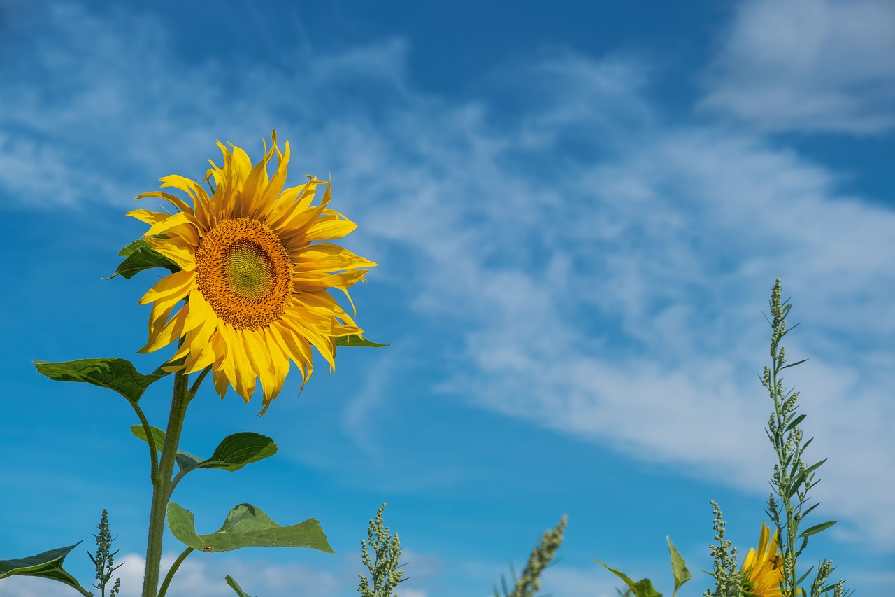 A Fenland Year: Twelve Months of Weather, Water, and Light