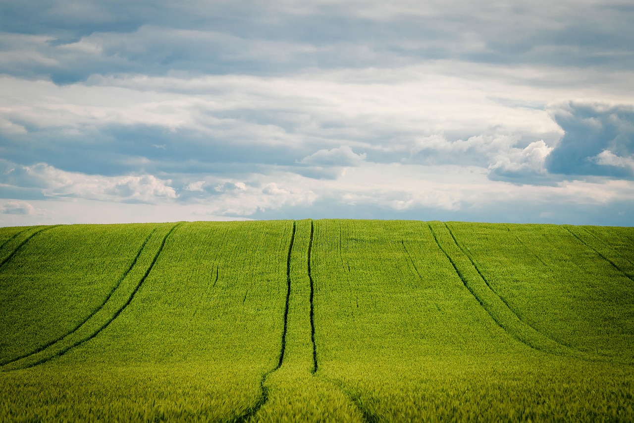 Field Notes from a Fenland Year: July to December