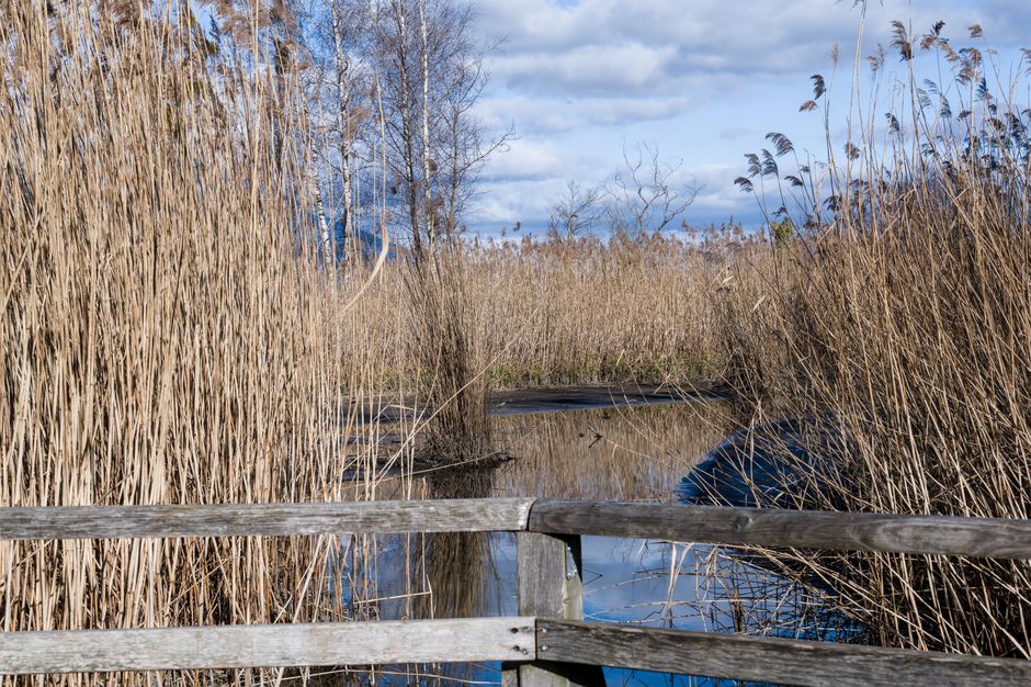 The Reedcutters' Craft: Photographing a Vanishing Fenland Tradition